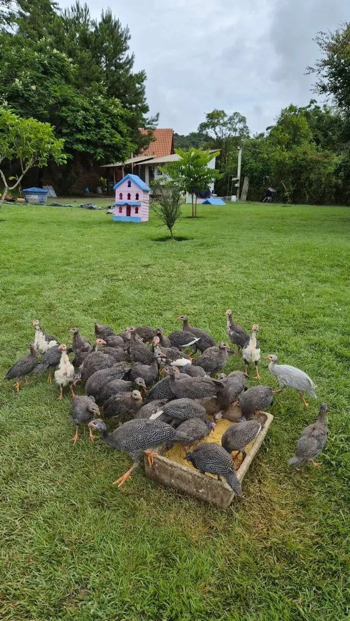 Galinha dangola  - Foto 3