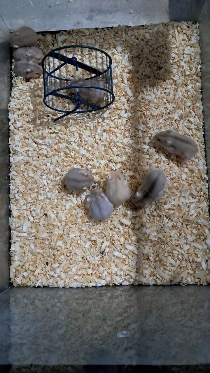 Hamster Anão Russo Lindos filhotes - Foto 4