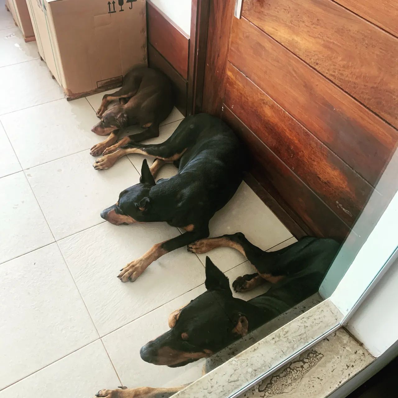 VENDA DE FILHOTES DE DOBERMAN - Foto 4