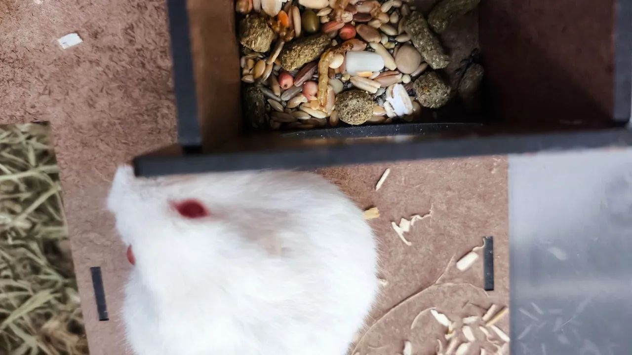 Hamster com terrário  - Foto 2