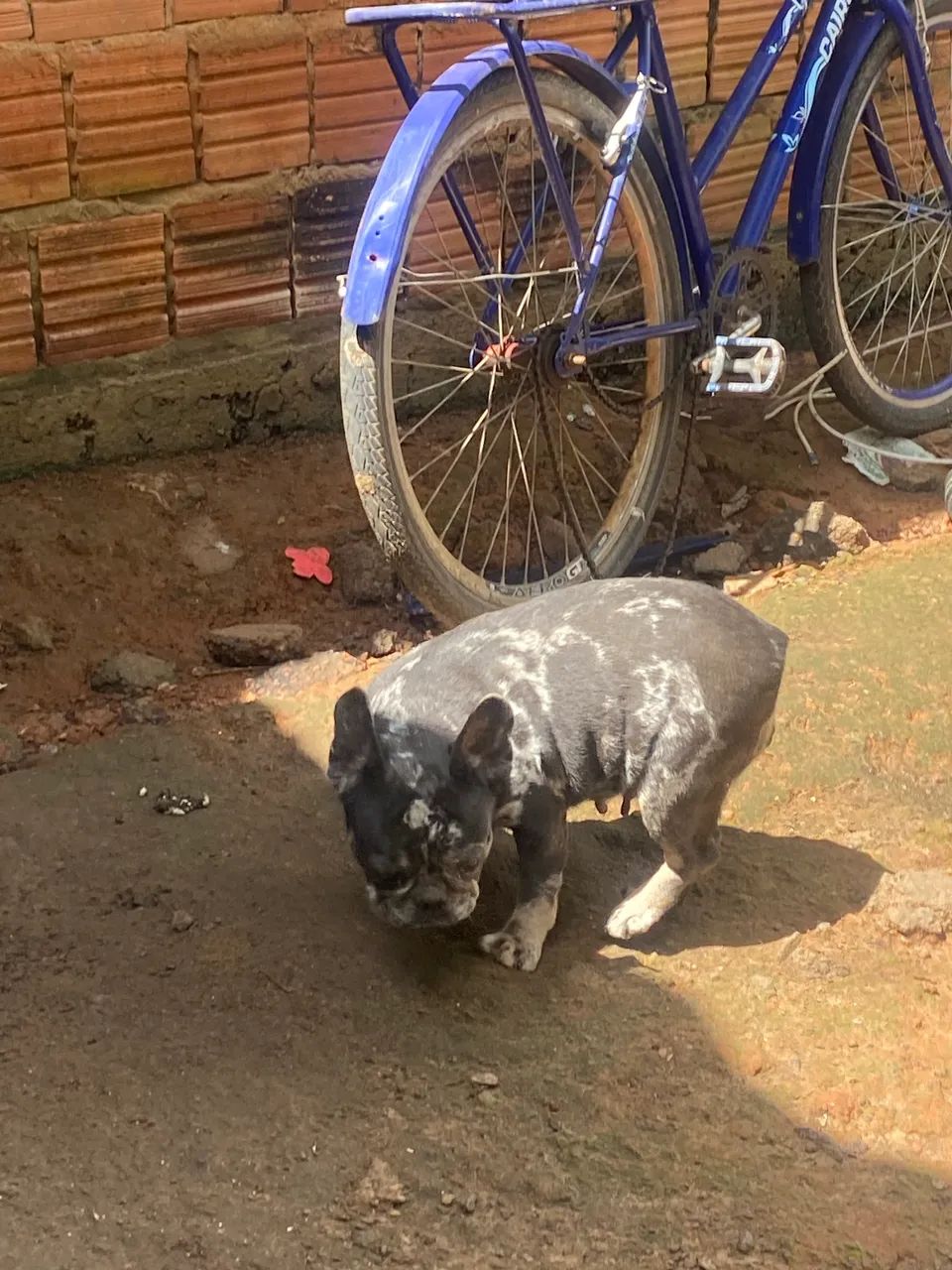Buldogue francês merle  - Foto 4