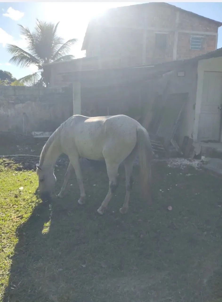 Potro e égua  - Foto 2