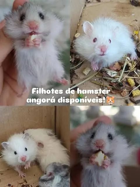Hamster angorá (sírio de pelos longos)