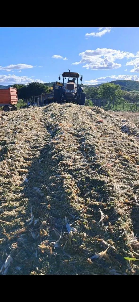 Silaje de milho de alta qualidade com todas as espigas - Foto 2