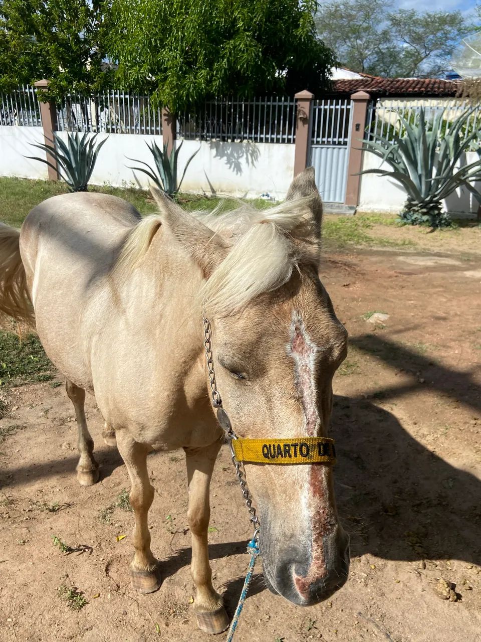 Égua à venda  - Foto 3