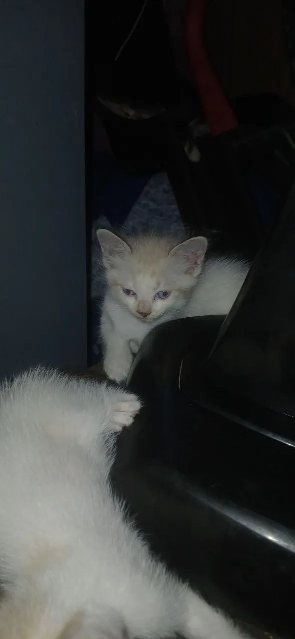 Gatinhos - Foto 4