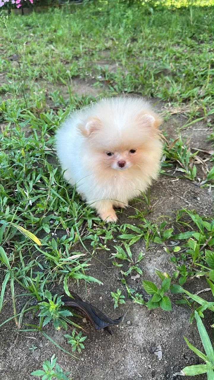 Lulu pronto entrega  - Foto 3