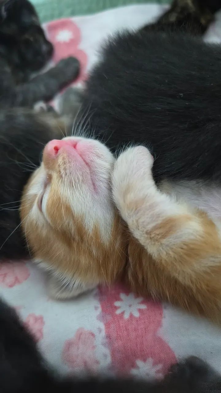 Adoção de gatos - Foto 3