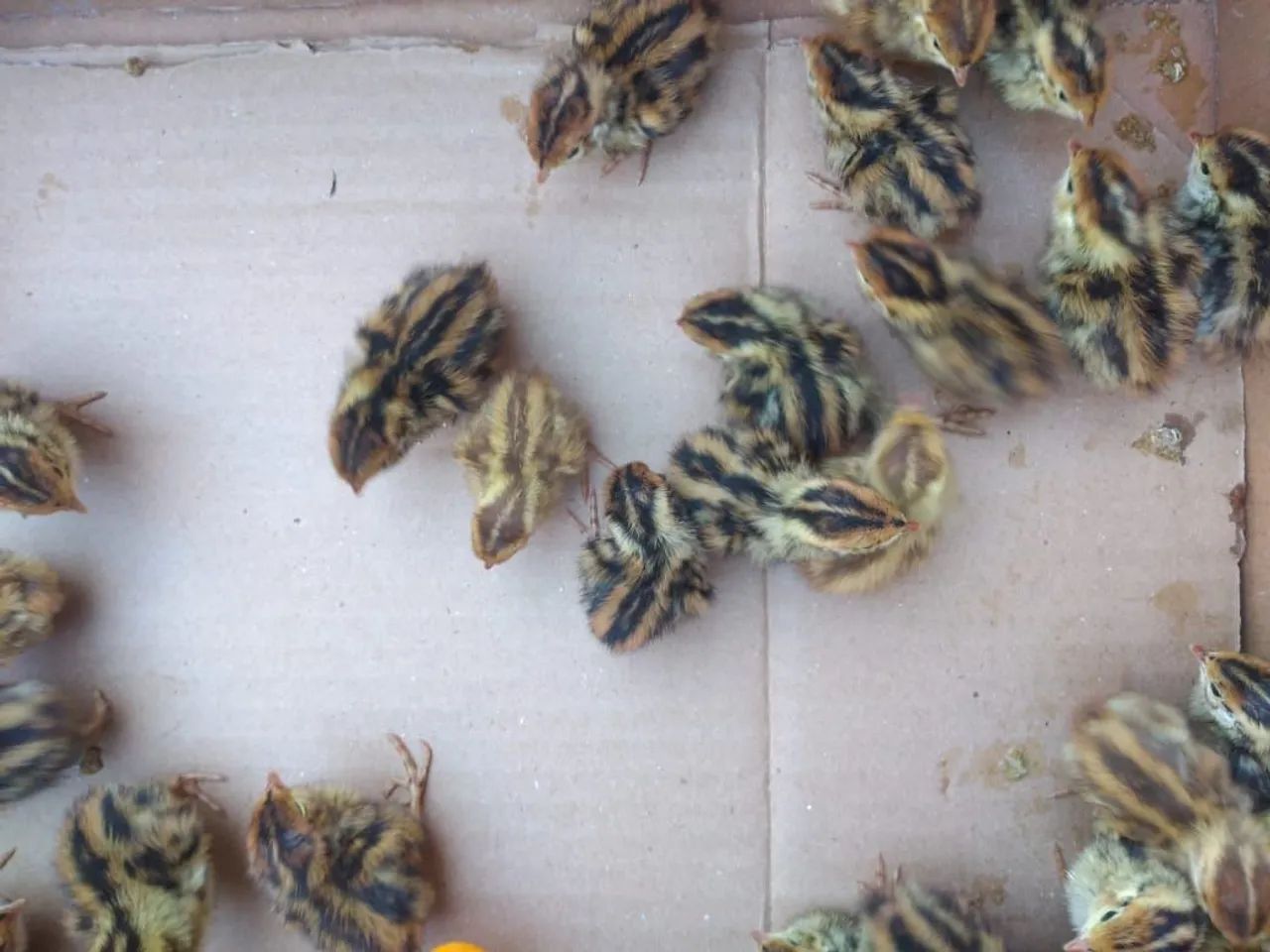 30 filhotes de codornas  - Foto 2