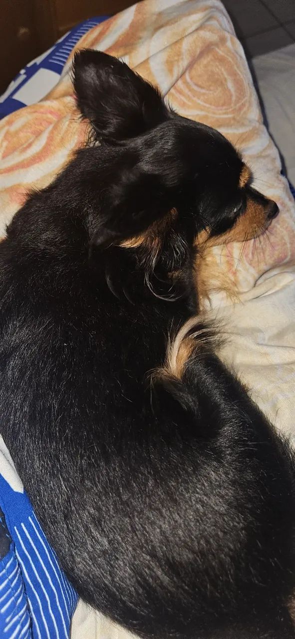 Chihuahua (namorar) - Foto 5