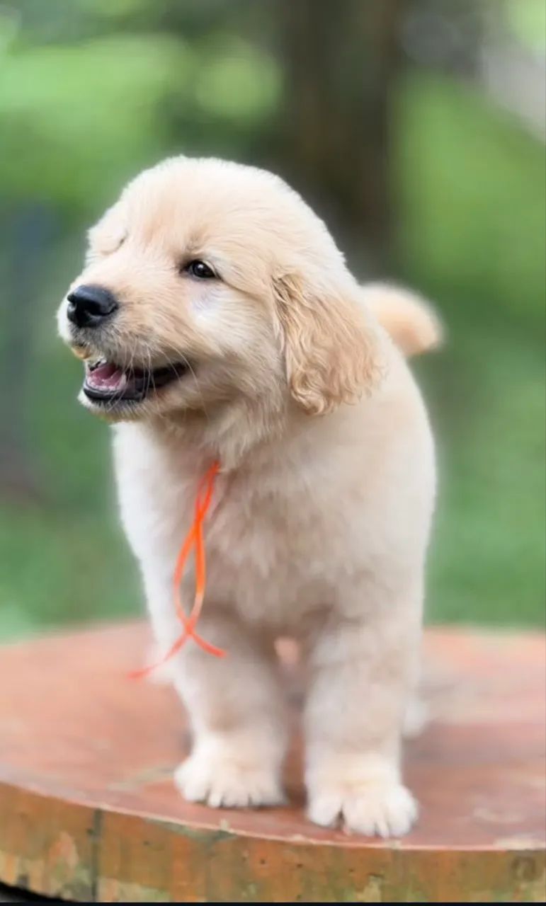 Animal  - Foto 2