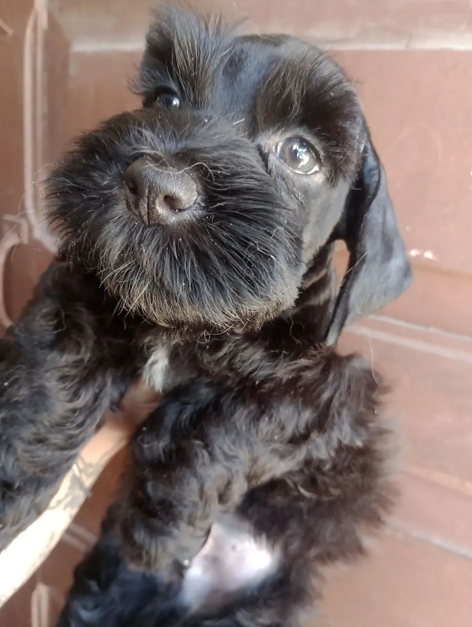 Schnauzer Miniatura macho 