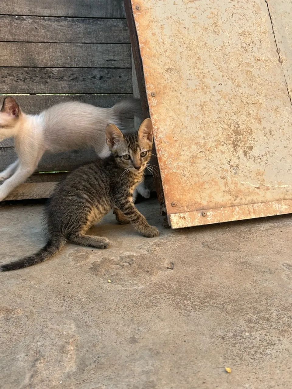 Doa-se Gatinhos - Foto 5