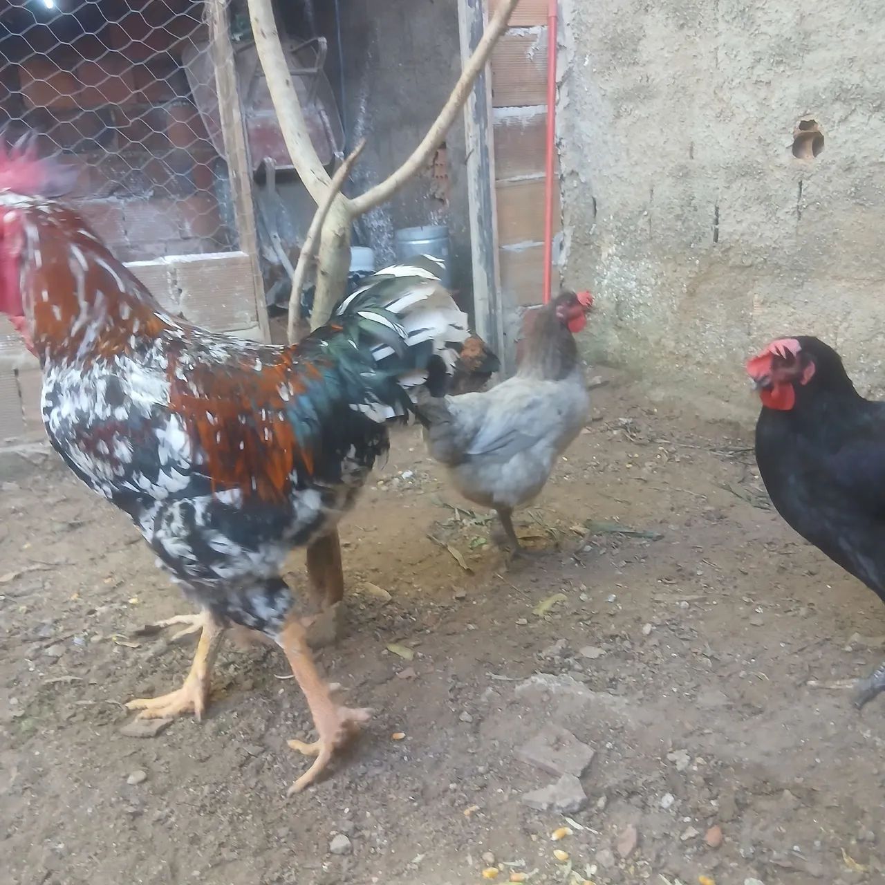 Tenho casal de galinha balão  - Foto 4