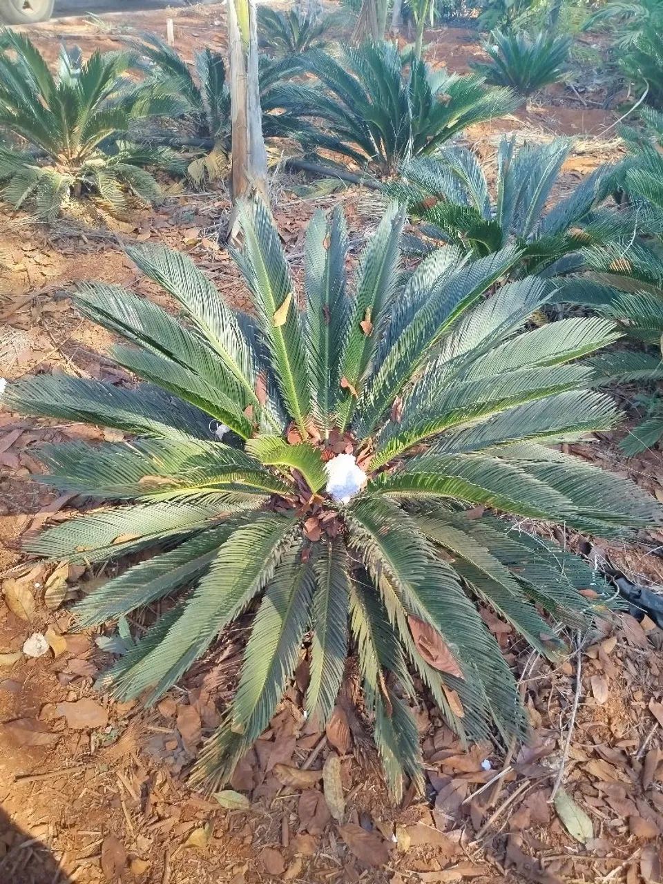 Cica revoluta**" - Foto 2