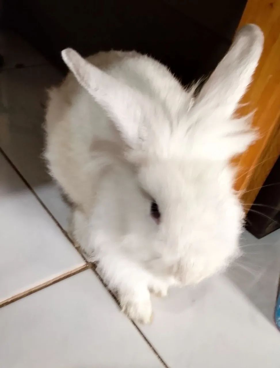 Coelha fêmea  - Foto 3