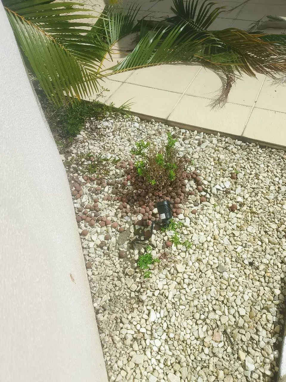 Manutenção de Jardim em geral completa  - Foto 5