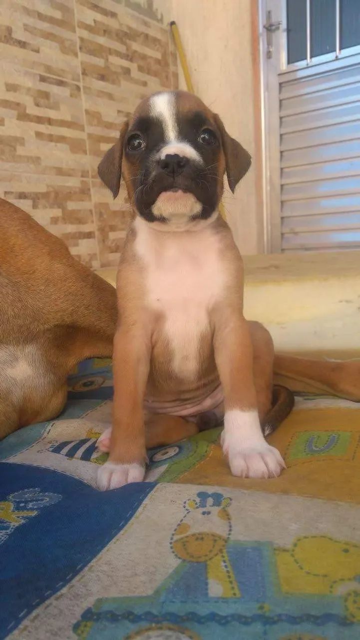 Boxer lindos filhotes  - Foto 2