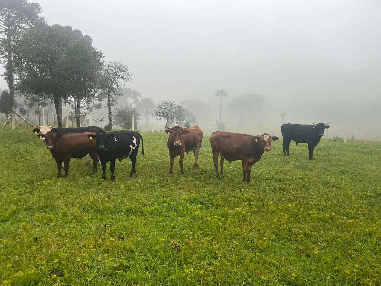 Bois castrados  - Foto 2