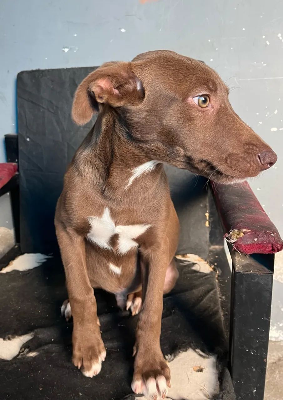 Cachorro macho - Foto 4