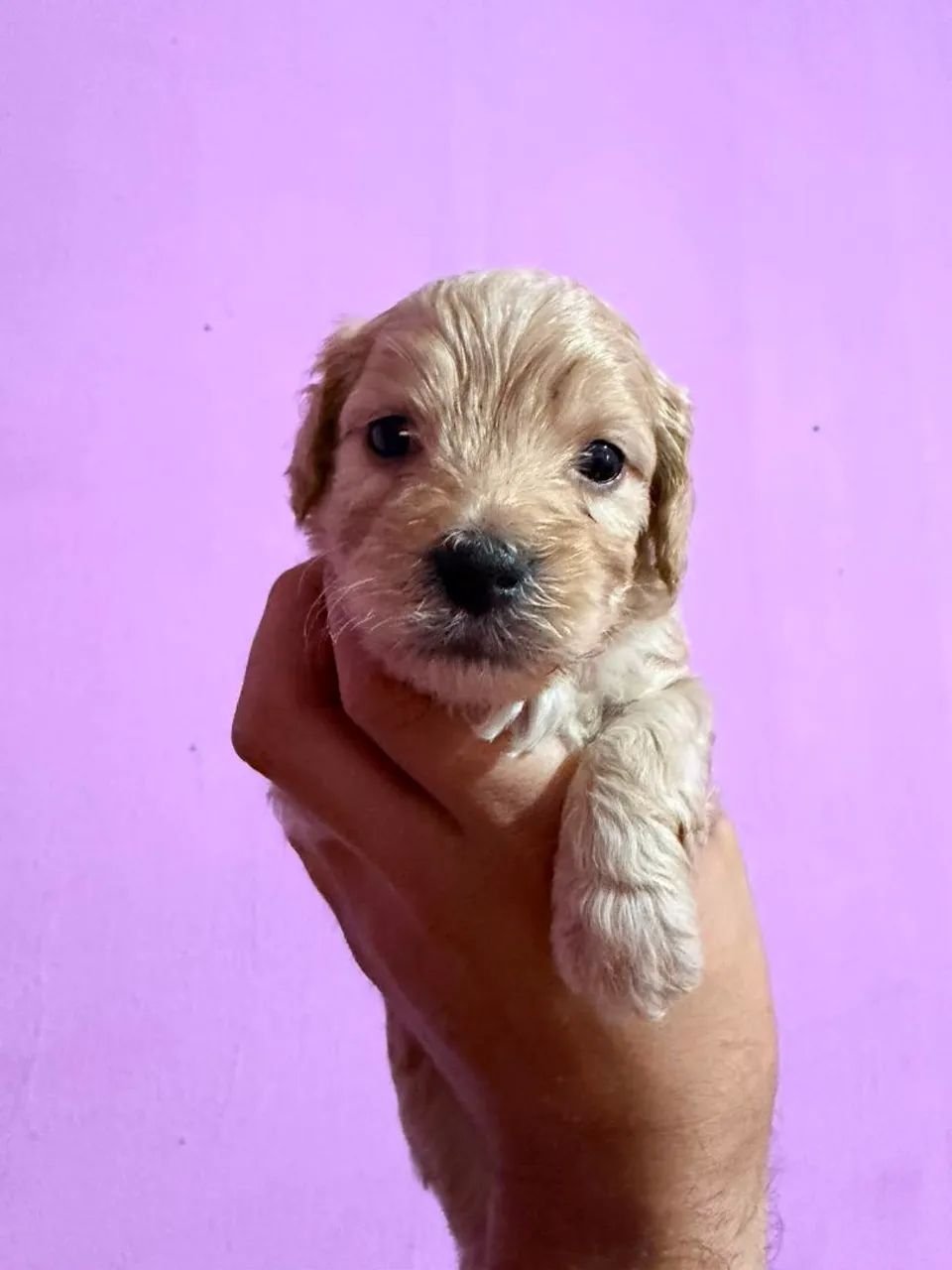 Filhote poodle ?