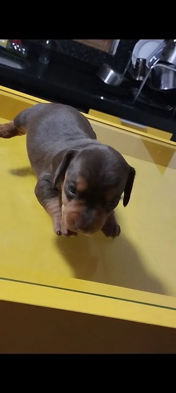 Filhotes de Dachshund a Venda - Foto 2