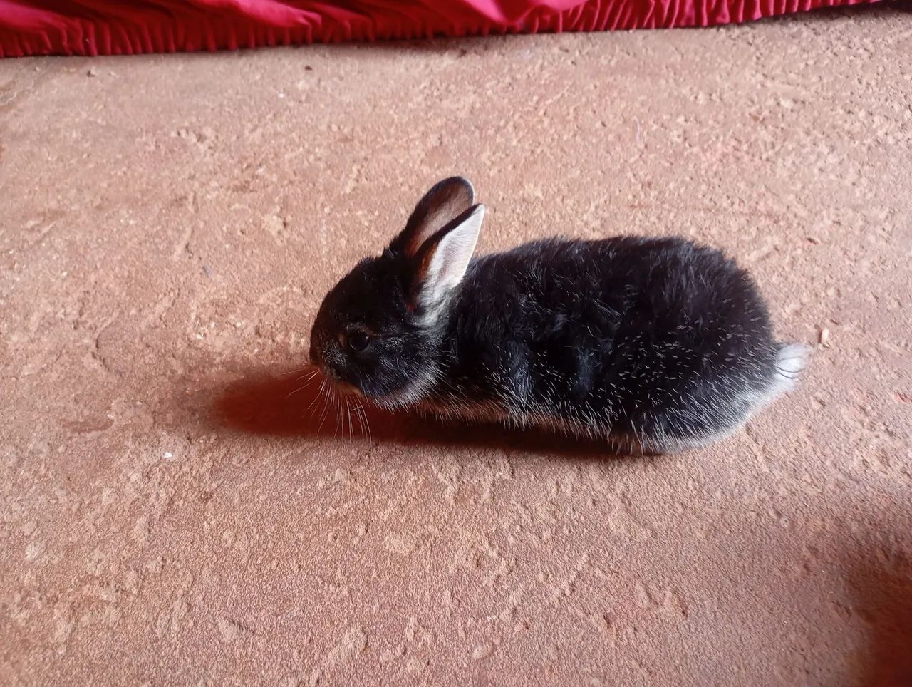 Coelhos fofinho - Foto 3