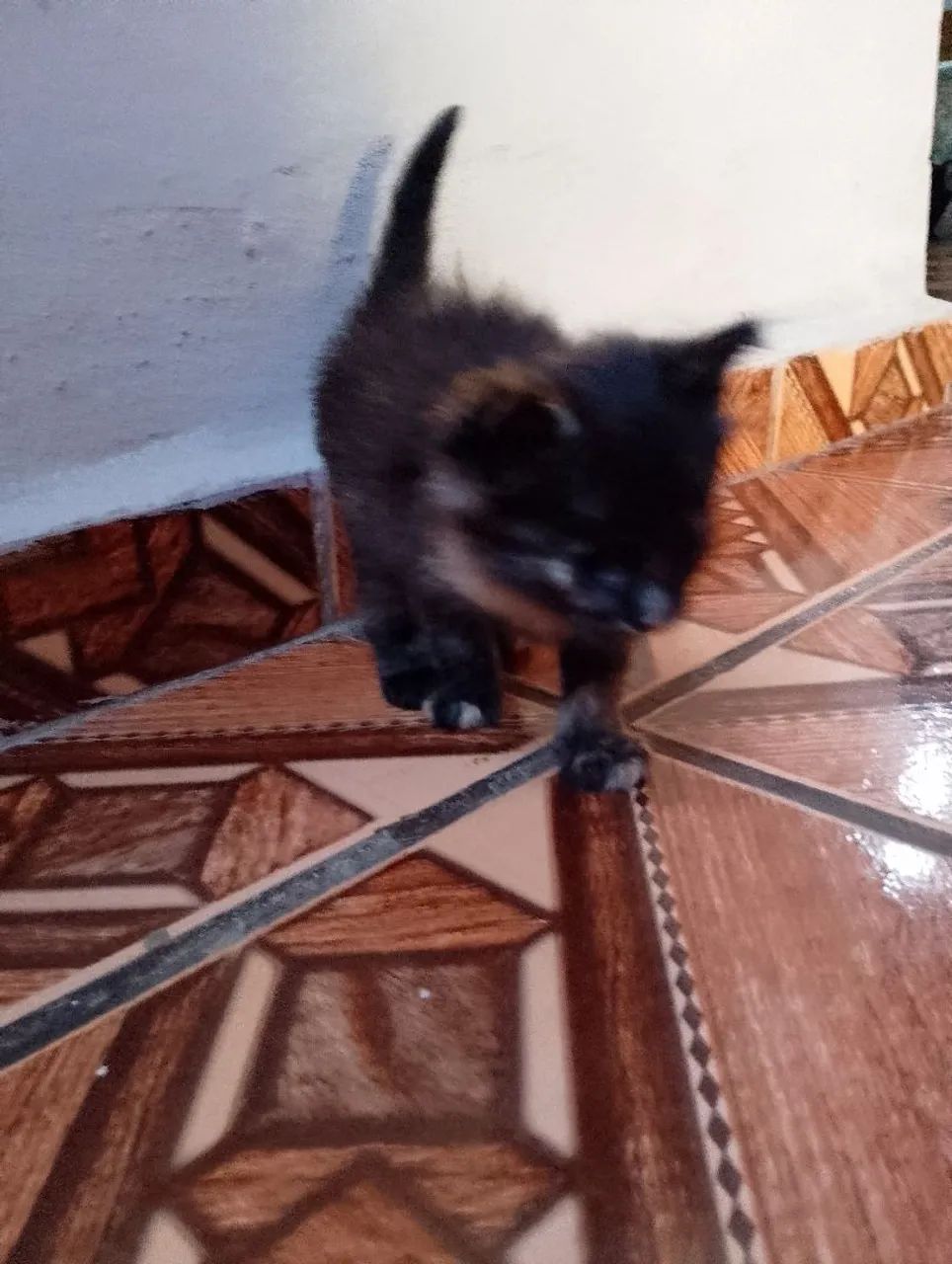 Doa- se gatinhos  - Foto 6