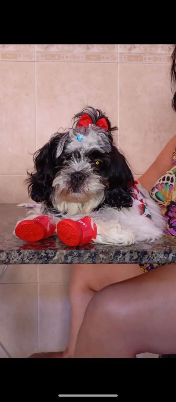 Shitzu tanho pequeno  - Foto 2