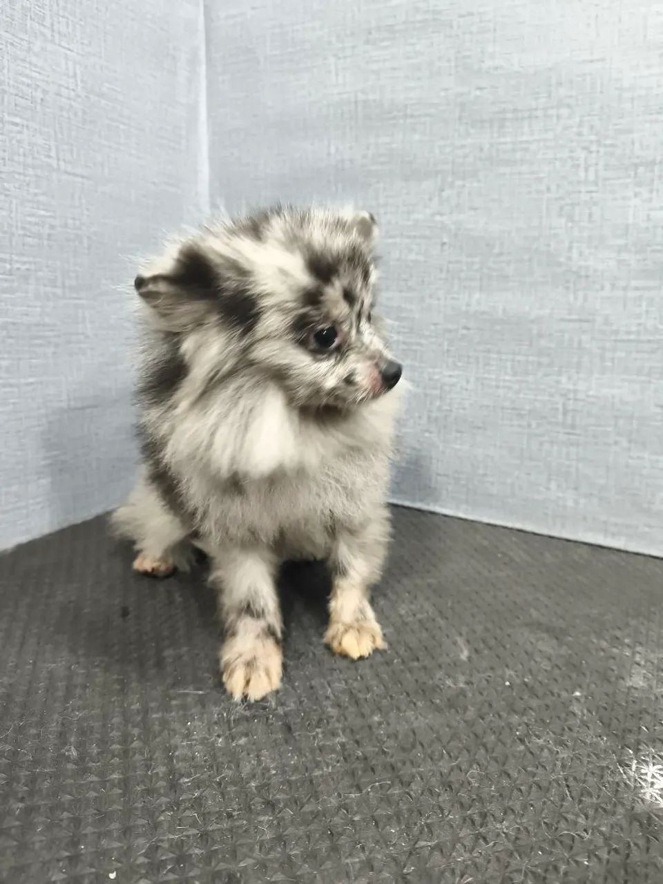 Spitz Merle macho, 1 ano - Foto 4