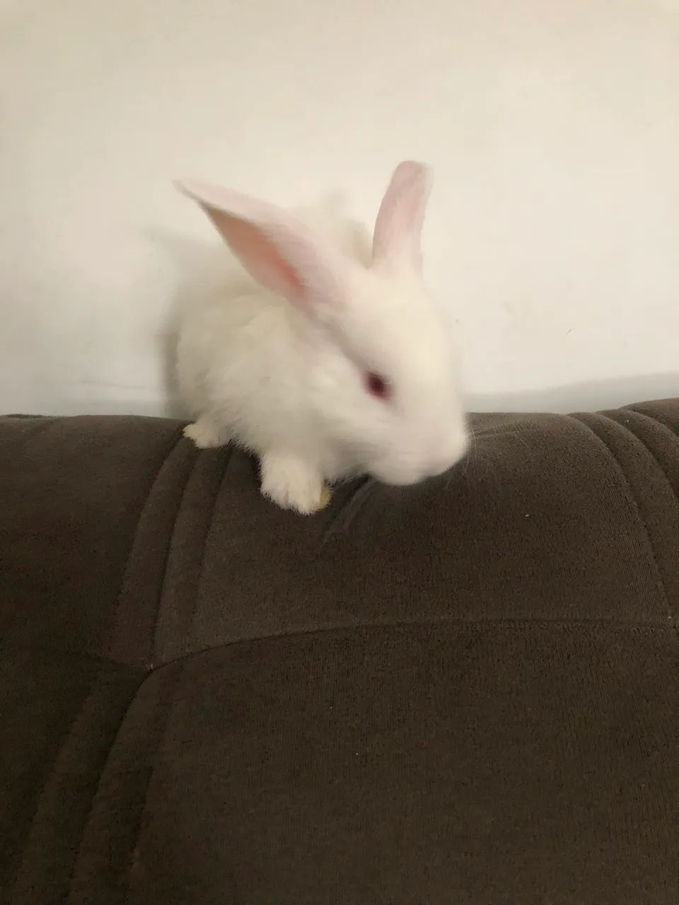 Coelho fêmea filhote nova zerlandia branco  - Foto 4