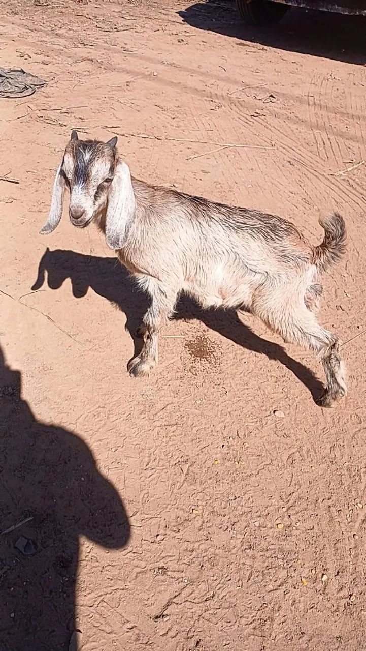 Cabrito  - Foto 3