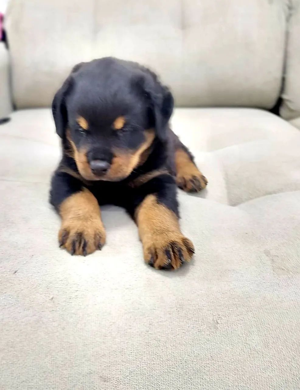 Esplêndido rottweiler alemão gigante  - Foto 2