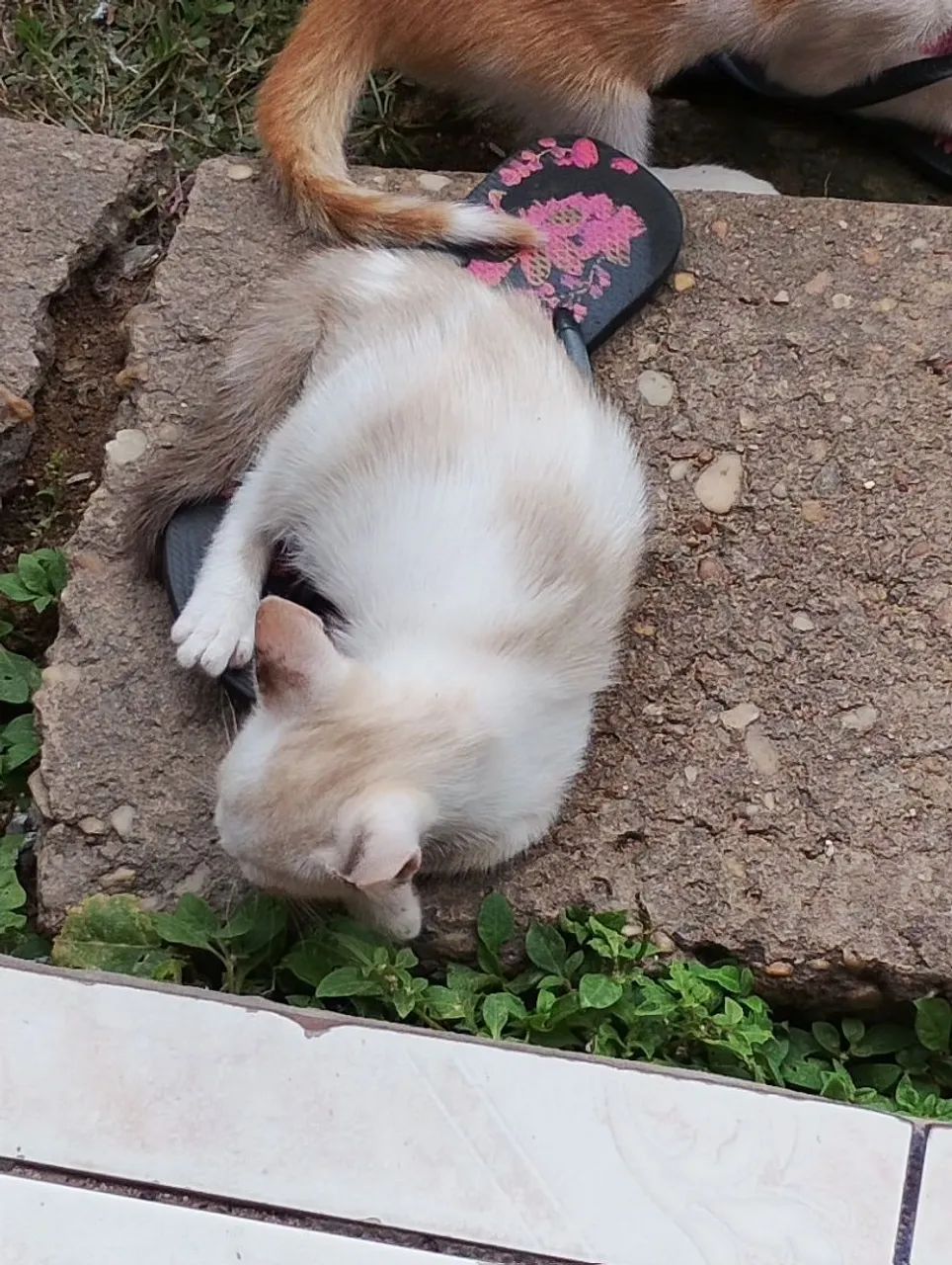 Gatos