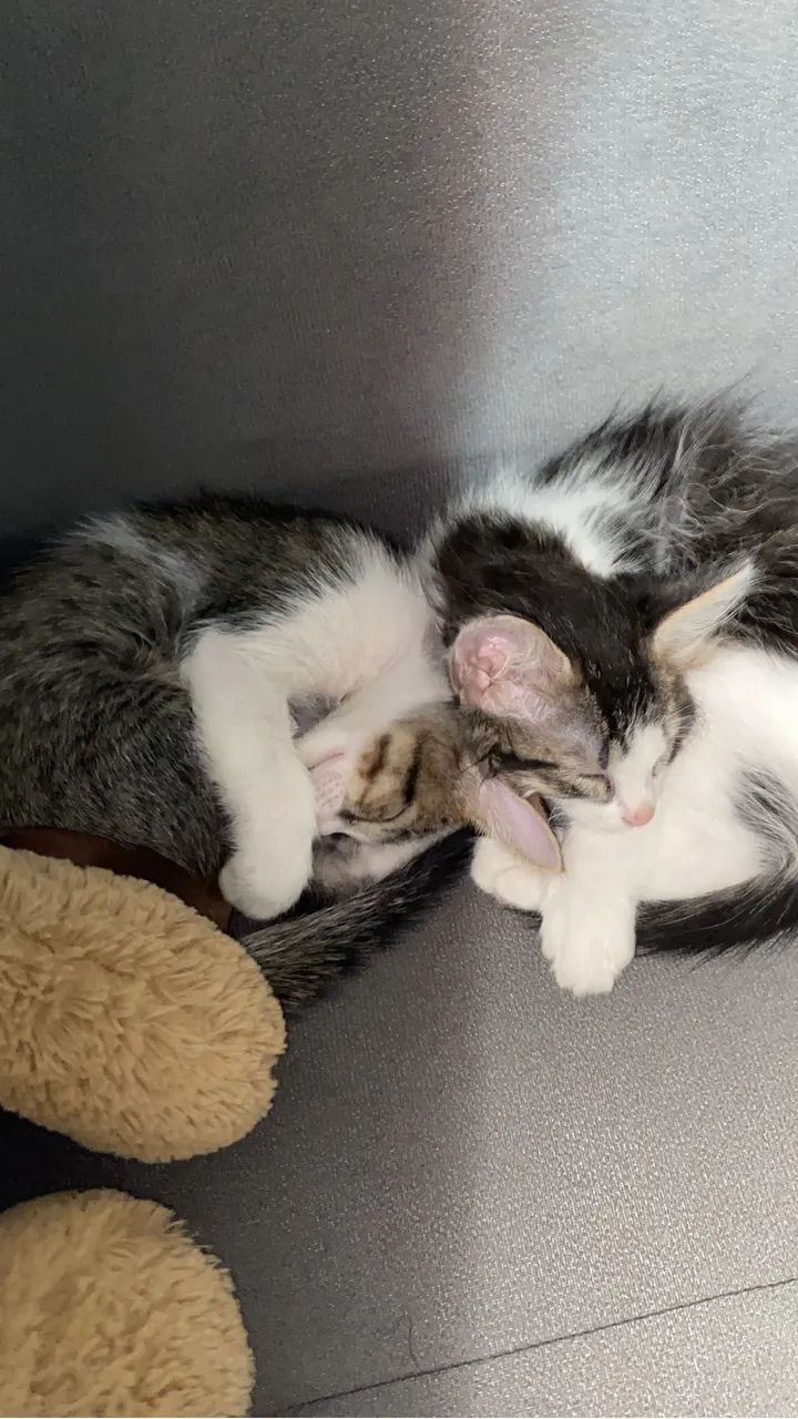 Doação de gatinhos  - Foto 2
