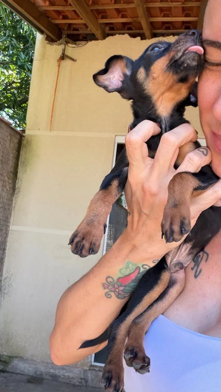 Pinscher machinho  - Foto 4