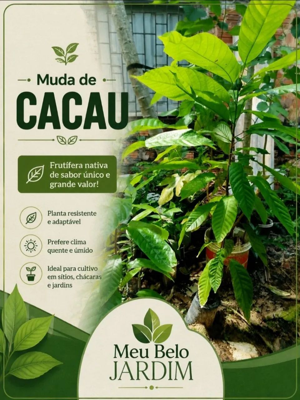 Mudas de Cacau 