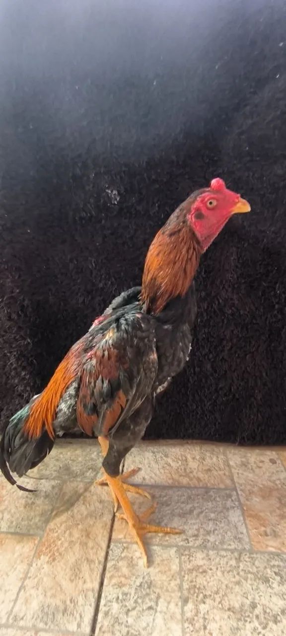 Galo moura