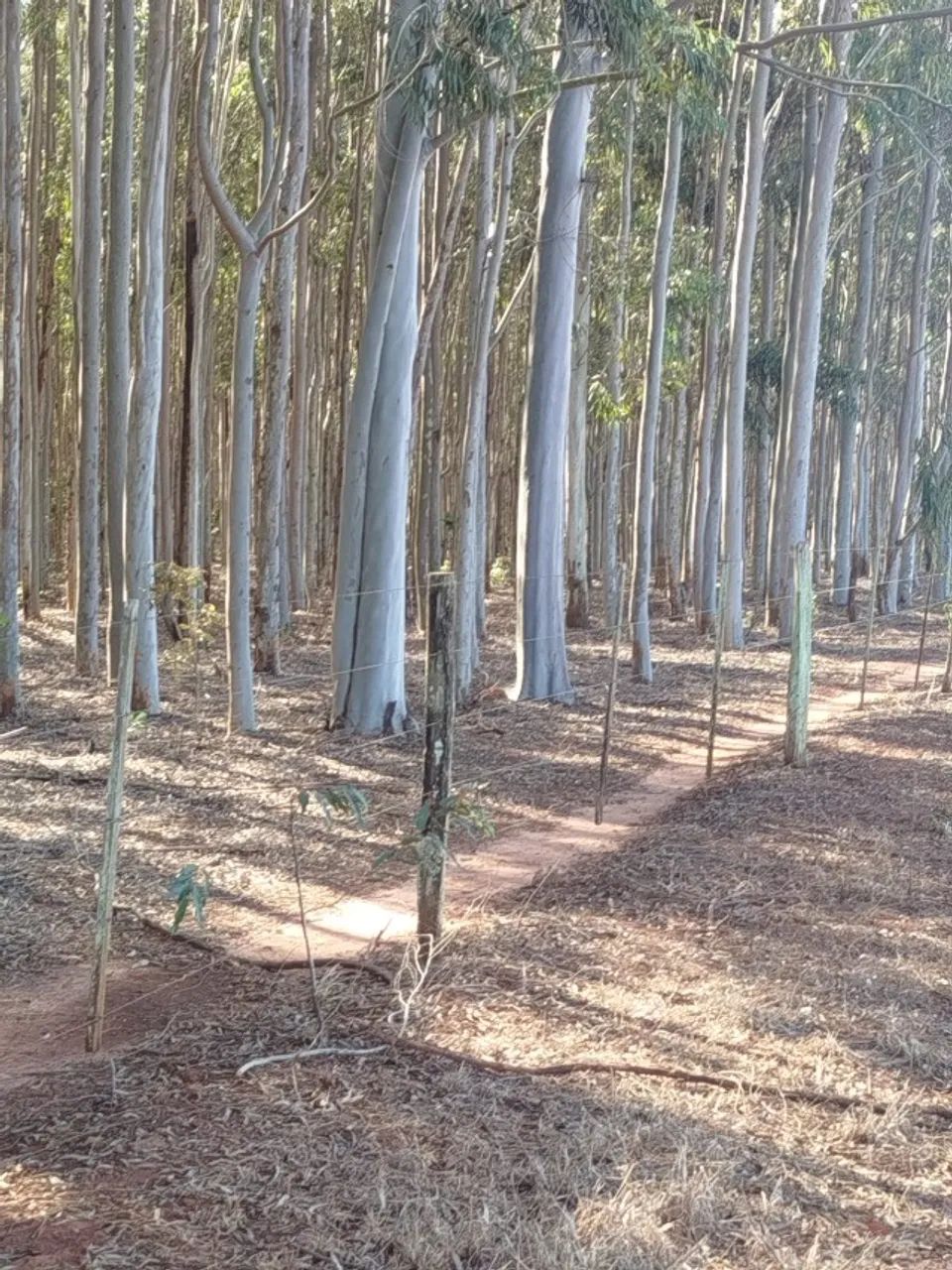 Floresta eucalipto Bataguassu-MS  - Foto 6