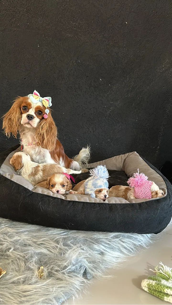 Cavalier king charles  - Foto 2