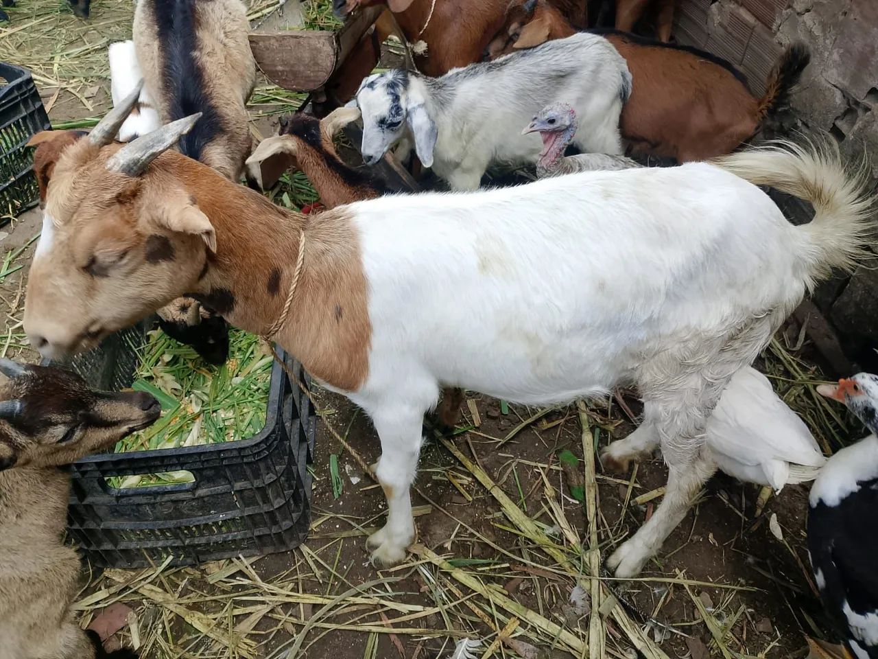 Duas marran de cabra boer - Foto 3