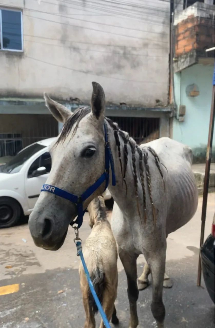 vendo égua  - Foto 2