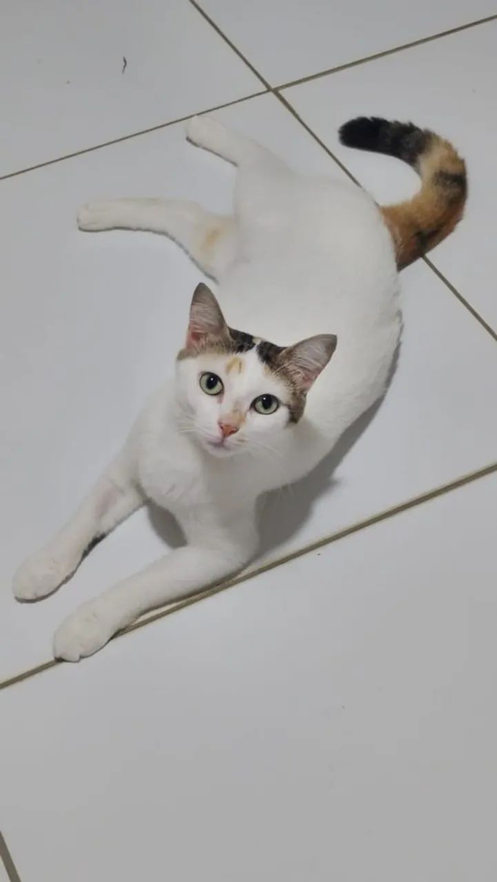 Gatinha castrada para adoção  - Foto 3