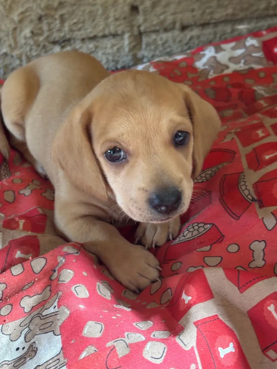 Filhotes de Dachshund - Foto 4