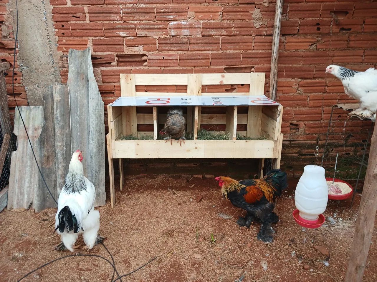 Ovos galados galinha brahma - Foto 5