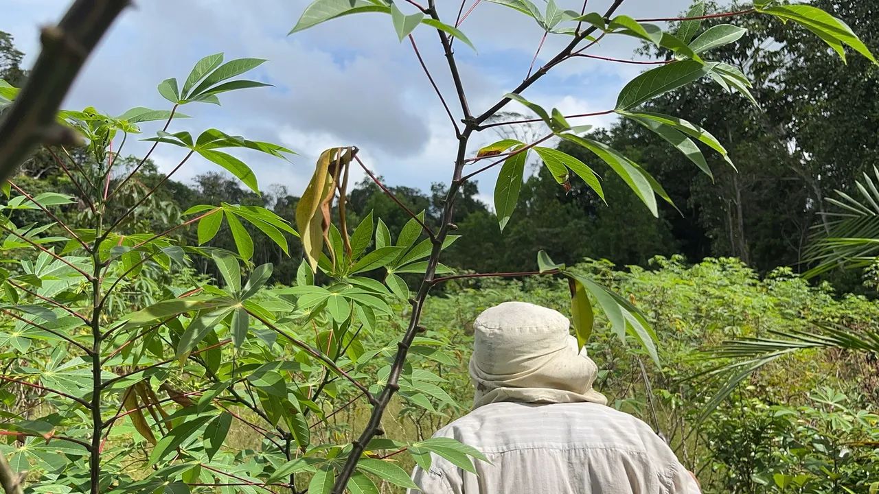 ÁREA RURAL EM PALMARES - Foto 3