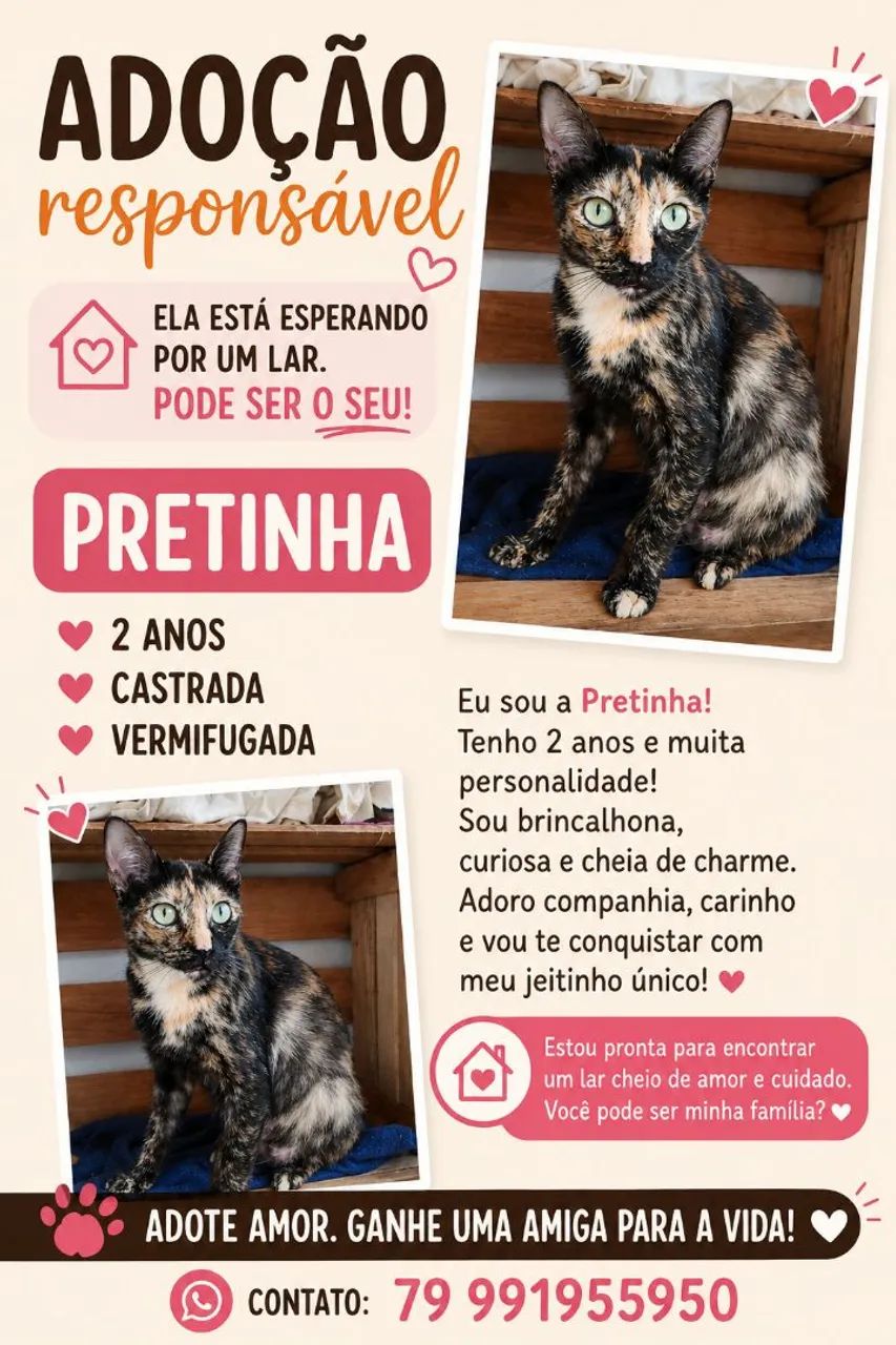 Gata pra adoção responsável 