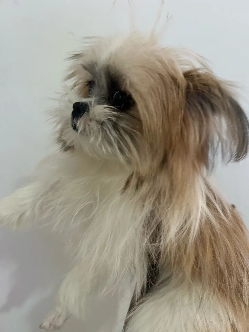 Cachorra Luna  - Foto 3
