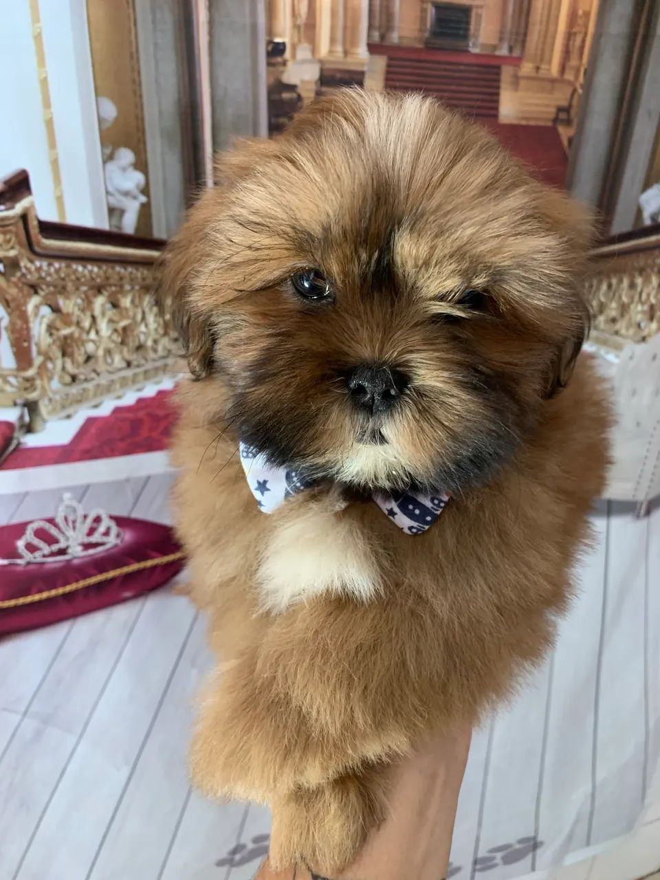 Shihtzu macho - Foto 2