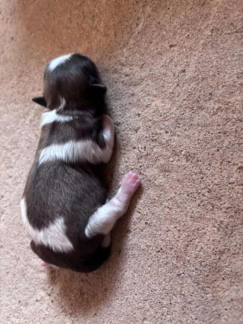 Shitzu mini macho 